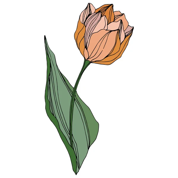 Tulip vektor art festék vésett. Virágos botanikai virág. Tavaszi levél vadvirág. Elszigetelt tulip ábra elem. — Stock Vector