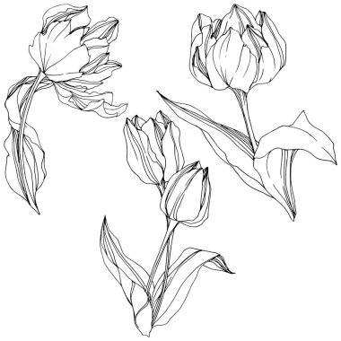 Vektör Tulip siyah ve beyaz mürekkep sanat kazınmış. Botanik çiçek. İzole lale illüstrasyon öğesi.