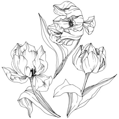 Vektör Tulip siyah ve beyaz mürekkep sanat kazınmış. Botanik çiçek. İzole lale illüstrasyon öğesi.