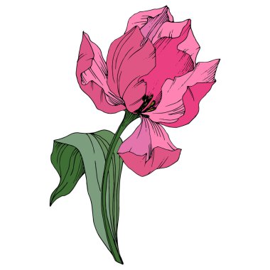 Vektör Tulip mürekkep sanat kazınmış. Botanik çiçek. Bahar yaprak kır çiçeği. İzole lale illüstrasyon öğesi.