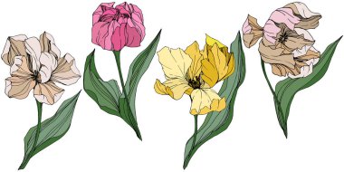 Vektör Tulip mürekkep sanat kazınmış. Botanik çiçek. Bahar yaprak kır çiçeği. İzole lale illüstrasyon öğesi.