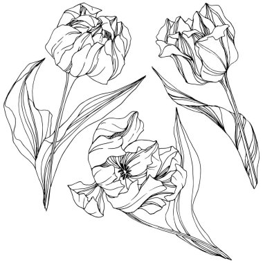 Vektör Tulip siyah ve beyaz mürekkep sanat kazınmış. Botanik çiçek. İzole lale illüstrasyon öğesi.