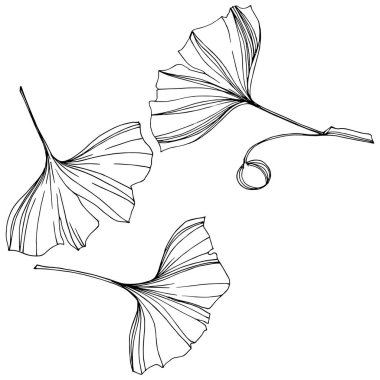 Vektör izole ginkgo illüstrasyon öğesi. Yaprak bitki botanik bahçesi yeşillik. Siyah ve beyaz mürekkep sanat kazınmış.