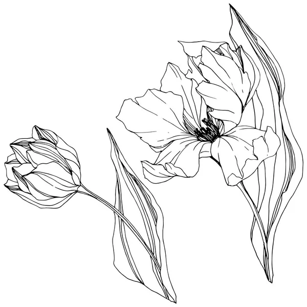 벡터 튤립 검정과 흰색 잉크 아트를 새겨져 있다. 꽃 식물 꽃입니다. 격리 된 튤립 그림 요소. — 스톡 벡터