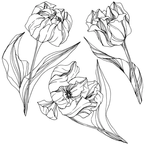 Vector Tulip Preto e branco gravada arte da tinta. Floral flor botânica. Isolado elemento ilustração tulipa . —  Vetores de Stock