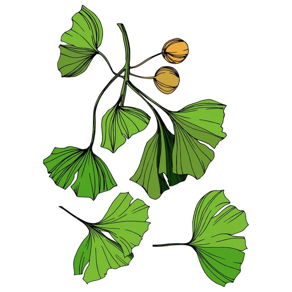 Vektör izole ginkgo illüstrasyon öğesi. Yeşil yaprak. Botanik Bahçe çiçek bitki örtüsü bitki. Yeşil oyulmuş mürekkep sanat.