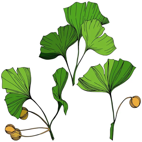 Isolerade ginkgo illustration vektorelement. Grönt blad. Plantera botaniska trädgård blommig bladverk. Gröna graverade bläck konst. — Stock vektor