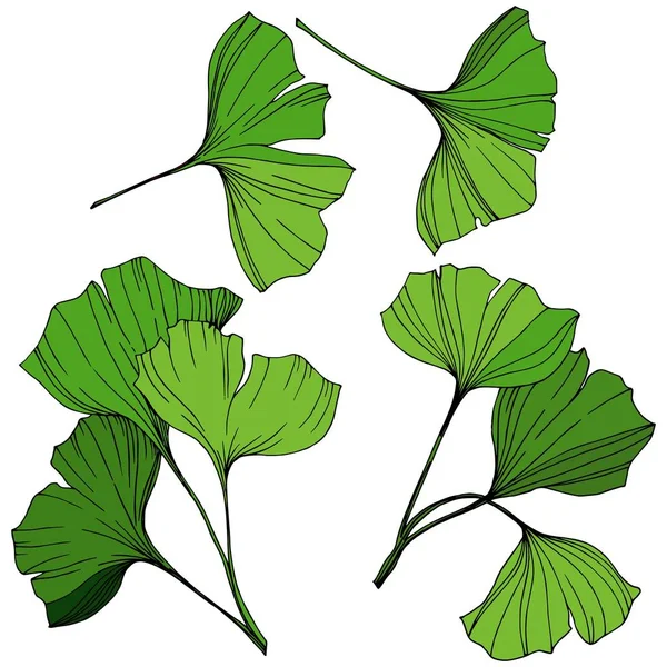 Vektör izole ginkgo illüstrasyon öğesi. Yeşil yaprak. Botanik Bahçe çiçek bitki örtüsü bitki. Yeşil oyulmuş mürekkep sanat.