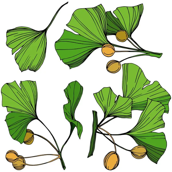 Vector Isolated ginkgo illustration element. Hoja verde. Planta botánica jardín follaje floral. Arte de tinta grabada verde . — Vector de stock