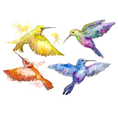 Colibri bir yaban hayatı içinde. Suluboya arka plan illüstrasyon küme. İzole sinek kuşu illüstrasyon öğesi.