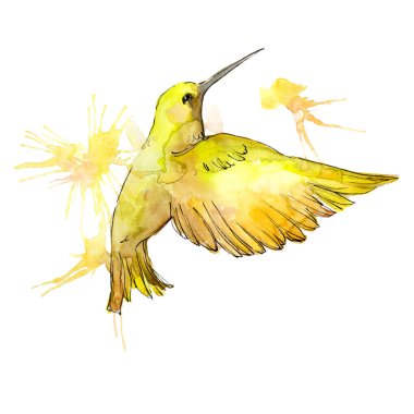 Bir yaban hayatı suluboya arka plan resimde sarı colibri ayarlayın. İzole sinek kuşu illüstrasyon öğesi.