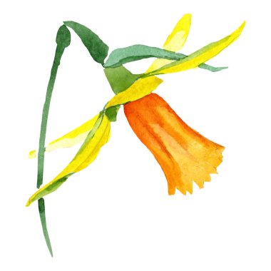 Nergis limon. Botanik çiçek. Suluboya arka plan ayarlamak. İzole nergis illüstrasyon öğesi.