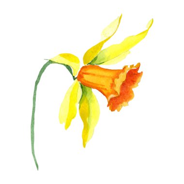 Nergis limon. Botanik çiçek. Suluboya arka plan ayarlamak. İzole nergis illüstrasyon öğesi.