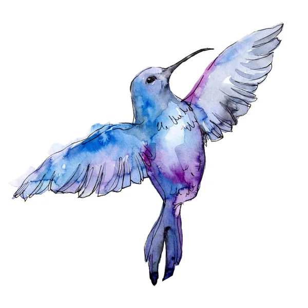 Niebieski colibri w dzikiej przyrody. Zestaw ilustracji tle akwarela. Element ilustracja na białym tle Koliber. — Zdjęcie stockowe