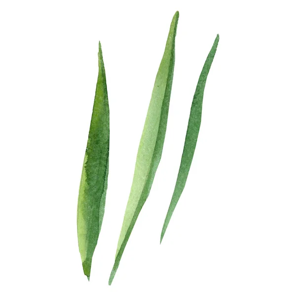 Grönt blad. Blommig botaniska blomma. Akvarell bakgrund illustration set. Isolerade blad illustration element. — Stockfoto