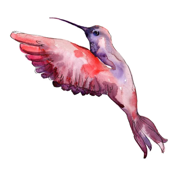 Colibri rouge dans une faune sauvage. Ensemble d'illustration de fond aquarelle. Elément d'illustration isolé colibri . — Photo