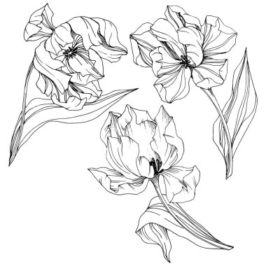 Vektör Tulip siyah ve beyaz mürekkep sanat kazınmış. Botanik çiçek. İzole lale illüstrasyon öğesi.