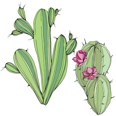 Vektör kaktüsler botanik çiçek. Yeşil ve mavi oyulmuş mürekkep sanat. İzole kaktüsler illüstrasyon öğesi.