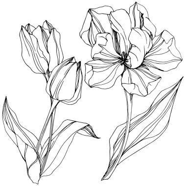Vektör Tulip siyah ve beyaz mürekkep sanat kazınmış. Botanik çiçek. İzole lale illüstrasyon öğesi.