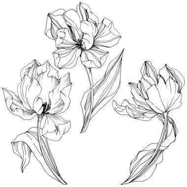 Vektör Tulip siyah ve beyaz mürekkep sanat kazınmış. Botanik çiçek. İzole lale illüstrasyon öğesi.