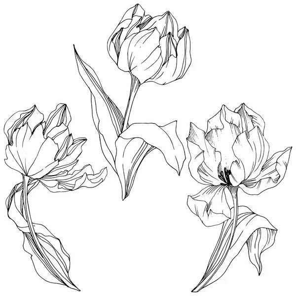 Vector Tulip svart och vitt graverade bläck konst. Blommig botaniska blomma. Isolerade tulip illustration element. — Stock vektor