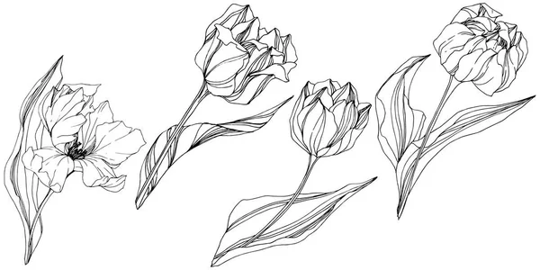 Tulipano Vettoriale Inchiostro Inciso Bianco Nero Art Fiore Botanico Floreale — Vettoriale Stock
