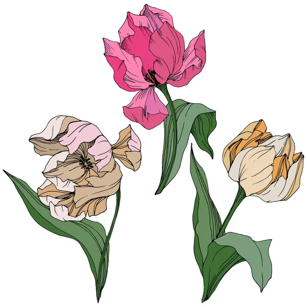 Vector Tulipán grabado arte tinta. Flor botánica floral. Flor silvestre de hoja de primavera. Elemento de ilustración de tulipán aislado . — Vector de stock
