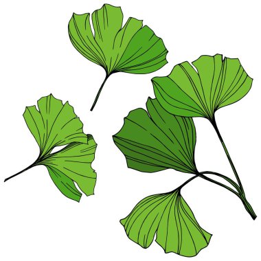 Vektör izole ginkgo illüstrasyon öğesi. Yeşil yaprak. Botanik Bahçe çiçek bitki örtüsü bitki. Yeşil mürekkep sanat beyaz zemin üzerine kazınmış..