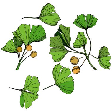 Vektör izole ginkgo illüstrasyon öğesi. Yeşil yaprak. Botanik Bahçe çiçek bitki örtüsü bitki. Yeşil oyulmuş mürekkep sanat.