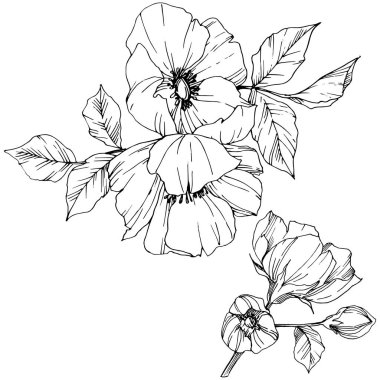 Vektör Rosa canina çiçek. Siyah ve beyaz mürekkep sanat kazınmış. İzole rosa canina illüstrasyon öğesi.