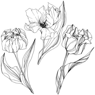 Vektör Tulip siyah ve beyaz mürekkep sanat kazınmış. Botanik çiçek. İzole lale illüstrasyon öğesi.
