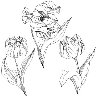 Vektör Tulip siyah ve beyaz mürekkep sanat kazınmış. Botanik çiçek. İzole lale illüstrasyon öğesi.