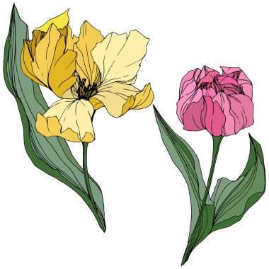 Vektör Tulip mürekkep sanat kazınmış. Botanik çiçek. Bahar yaprak kır çiçeği. İzole lale illüstrasyon öğesi.