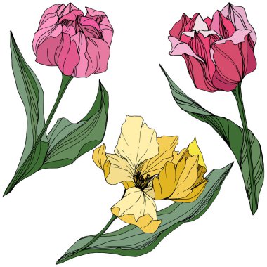 Vektör Tulip mürekkep sanat kazınmış. Botanik çiçek. Bahar yaprak kır çiçeği. İzole lale illüstrasyon öğesi.