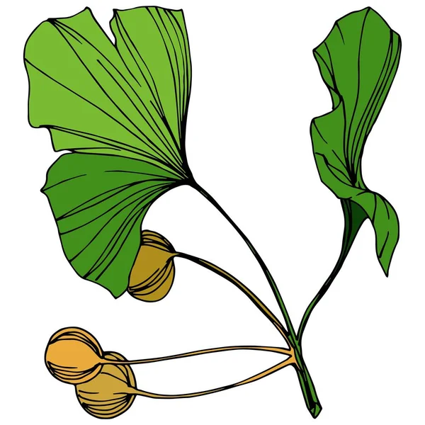 Vektorisoliertes Ginkgo-Illustrationselement. Grünes Blatt. pflanze botanischen garten blumenblätter. grüne gravierte Tinte Kunst. — Stockvektor