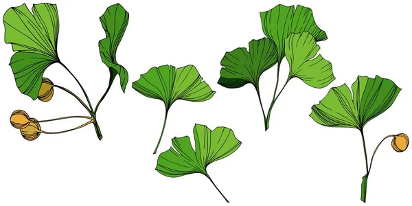 Vektor elszigetelt ginkgo ábra elemet. Zöld levél. Botanikus kert virágos lombozat növény. Zöld vésett art festék. — Stock Vector