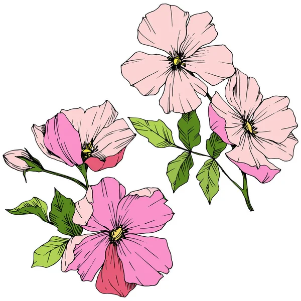 Vettore Rosa Rosa Canina. Fiore botanico floreale. Incisione a inchiostro art. Isolato rosa canina elemento illustrazione . — Vettoriale Stock