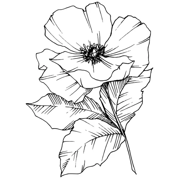 Vector Rosa canina bloem. Zwart-wit gegraveerd inkt kunst. Geïsoleerde rosa canina afbeelding element. — Stockvector