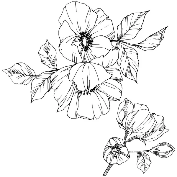 Vector Rosa flor de canina. Tinta grabada en blanco y negro. Elemento aislado rosa canina ilustración . — Archivo Imágenes Vectoriales