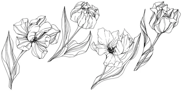 Vector Tulipán Tinta grabada en blanco y negro art. Flor botánica floral. Elemento de ilustración de tulipán aislado . — Vector de stock