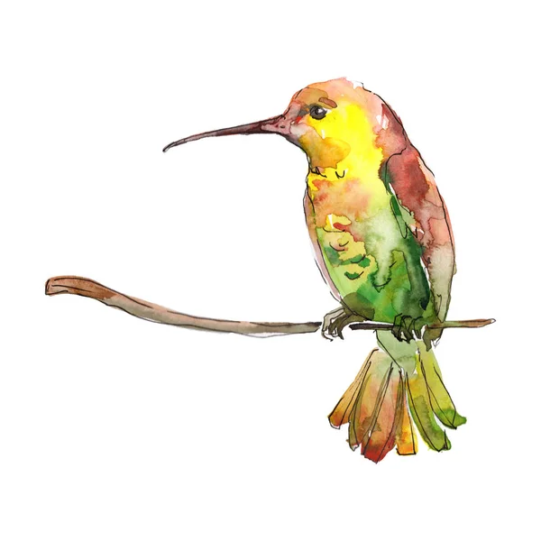 Gul grön colibri i ett djurliv. Akvarell bakgrund illustration set. Isolerade hummingbird illustration element. — Stockfoto