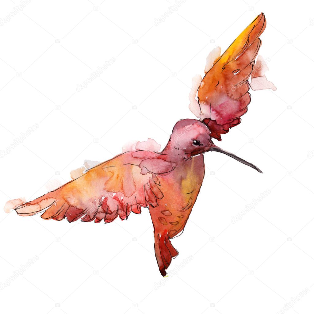 Red colibri in a wildlife. Watercolor background illustration set. Isolated hummingbird illustration element.