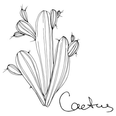 Vektör kaktüsler botanik çiçek. Siyah ve beyaz mürekkep sanat kazınmış. İzole kaktüsler illüstrasyon öğesi.