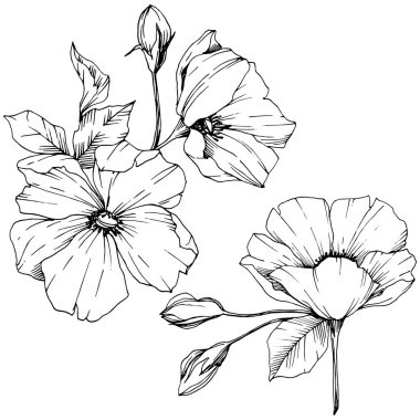 Vektör Rosa canina çiçek. Siyah ve beyaz mürekkep sanat kazınmış. İzole rosa canina illüstrasyon öğesi.