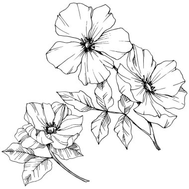 Vektör Rosa canina çiçek. Siyah ve beyaz mürekkep sanat kazınmış. İzole rosa canina illüstrasyon öğesi.