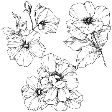 Vektör Rosa canina çiçek. Siyah ve beyaz mürekkep sanat kazınmış. İzole rosa canina illüstrasyon öğesi.