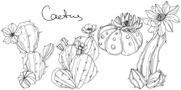 Vector Cacti flor botánica floral. Tinta grabada en blanco y negro. Elemento aislado de ilustración de cactus . — Vector de stock