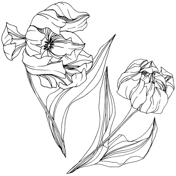 Vector Tulipán Tinta grabada en blanco y negro art. Flor botánica floral. Elemento de ilustración de tulipán aislado . — Archivo Imágenes Vectoriales