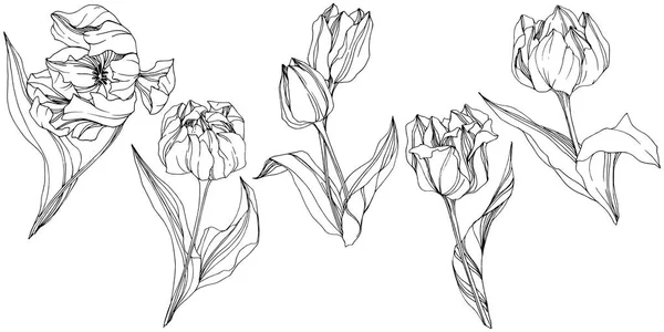 Vector Tulip Black and white engraved ink art. Floral botanical flower ...