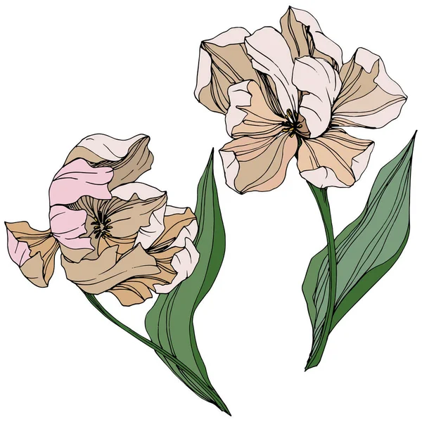 Vector Tulip gegraveerd inkt kunst. Floral botanische bloem. Lente blad wildflower. Geïsoleerde tulip afbeelding element. — Stockvector